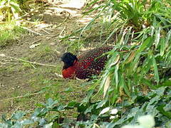 Satyr Tragopan