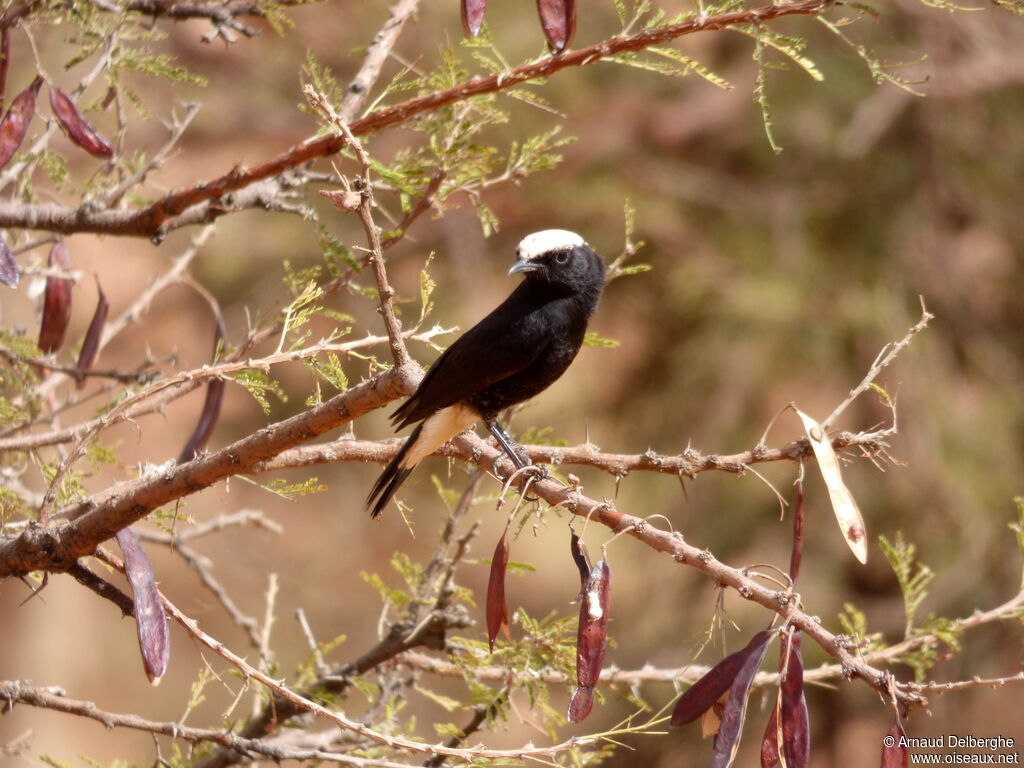 White-crowned Wheatear