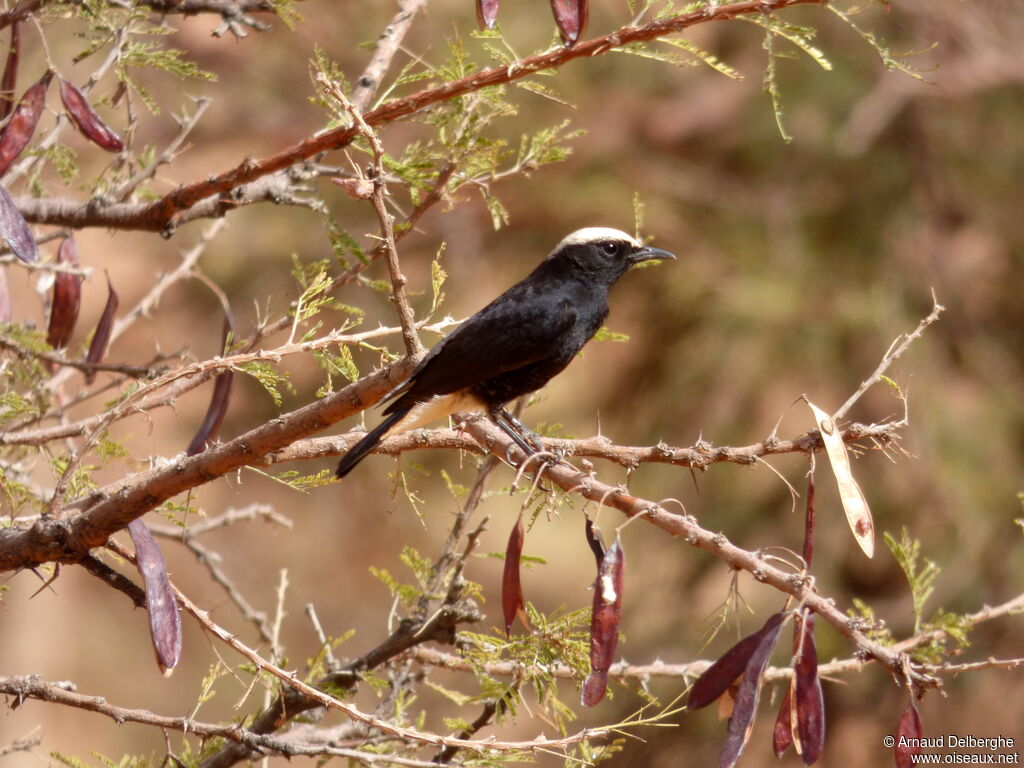 White-crowned Wheatear