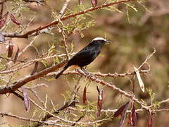 White-crowned Wheatear