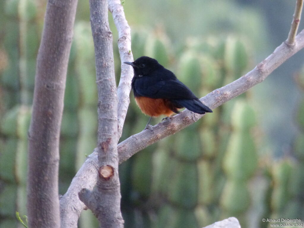 Mocking Cliff Chat