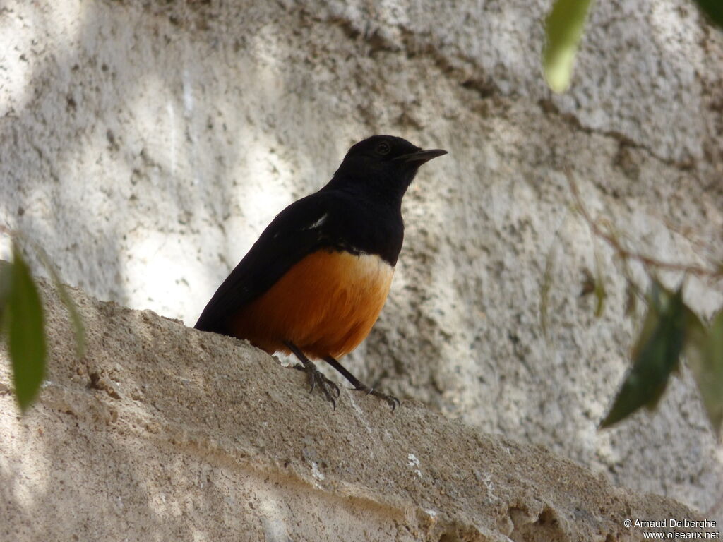 Mocking Cliff Chat