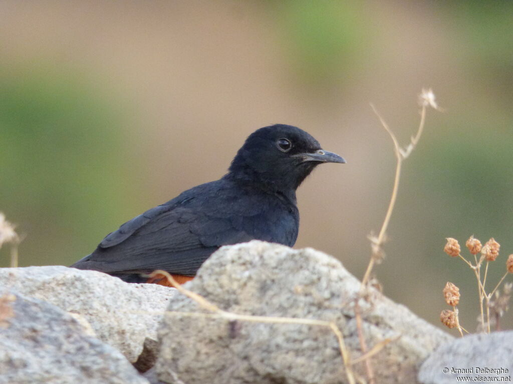 Mocking Cliff Chat