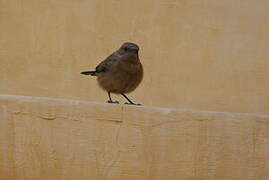 Brown Rock Chat