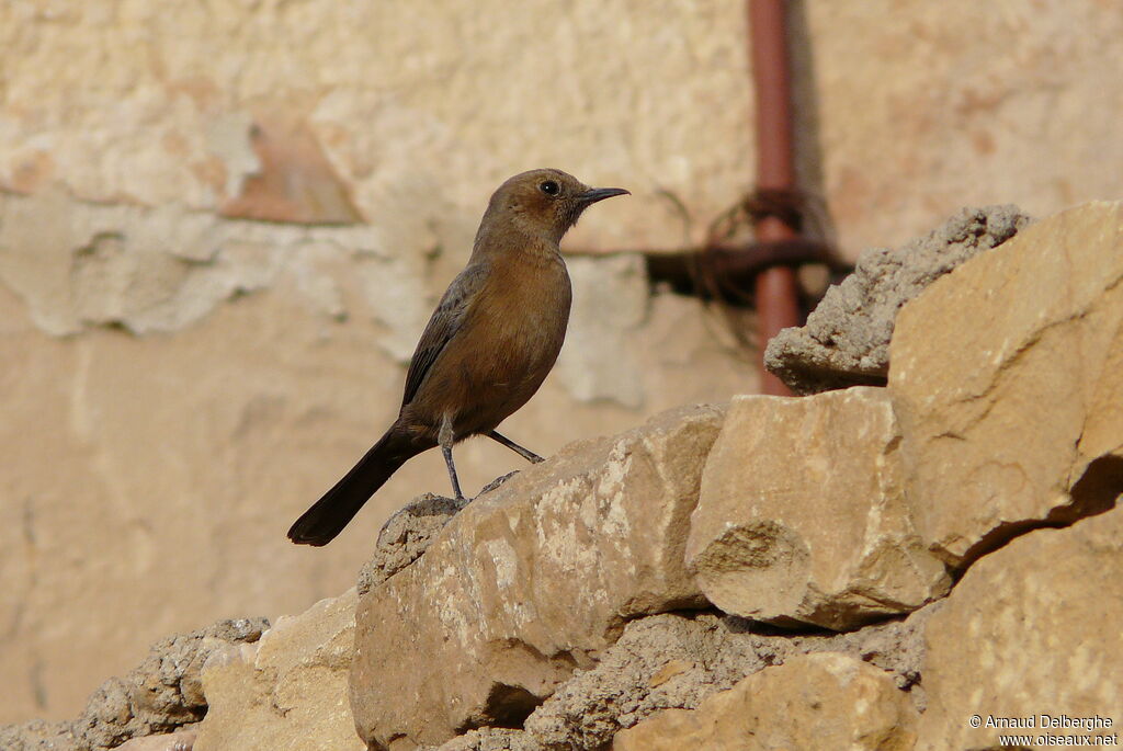 Brown Rock Chat