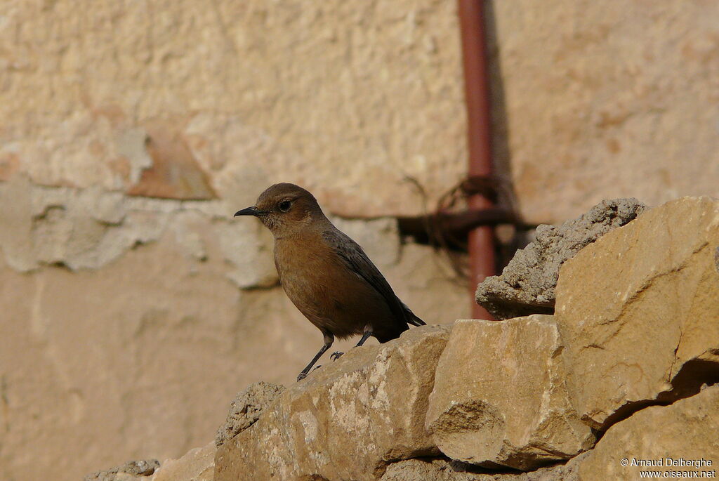 Brown Rock Chat