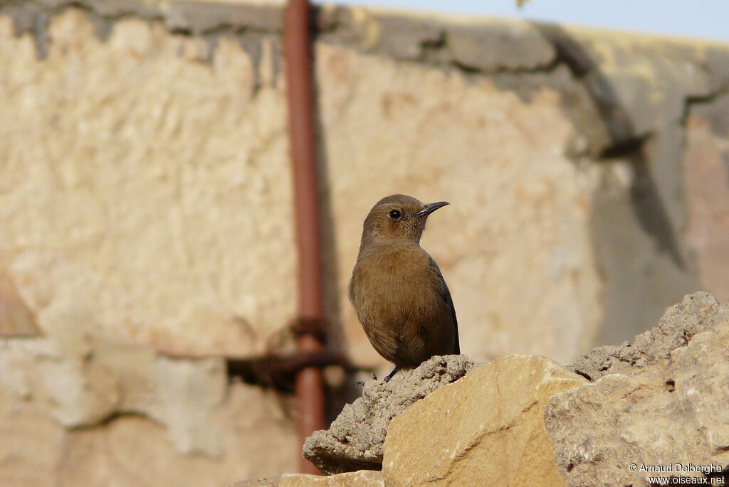 Brown Rock Chat