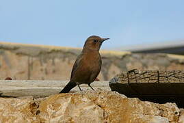 Brown Rock Chat