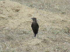 Anteater Chat