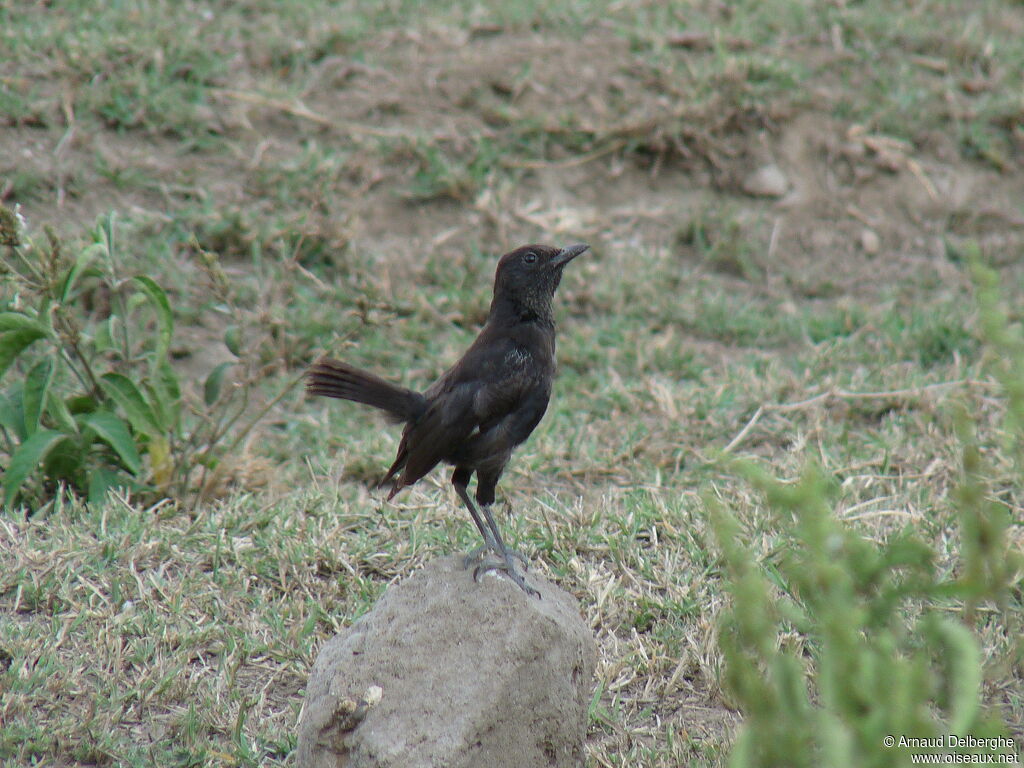 Anteater Chat