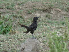 Anteater Chat