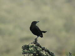 Anteater Chat