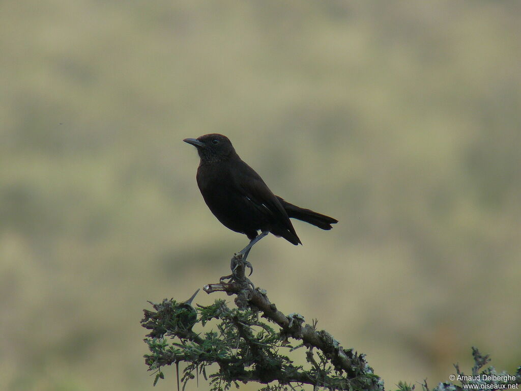 Anteater Chat