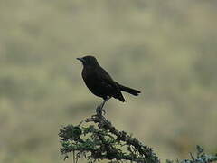 Anteater Chat