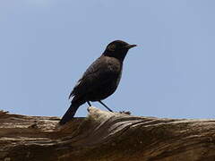 Rüppell's Black Chat