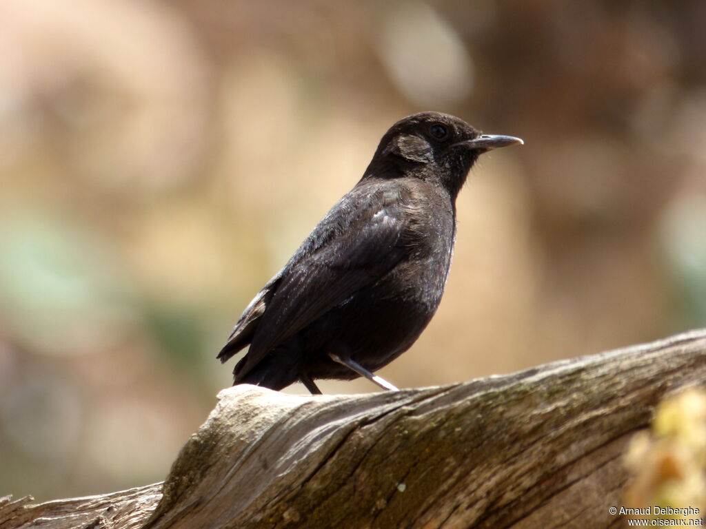 Rüppell's Black Chat