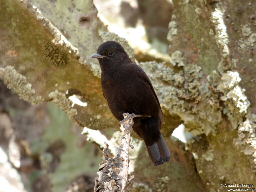 Rüppell's Black Chat