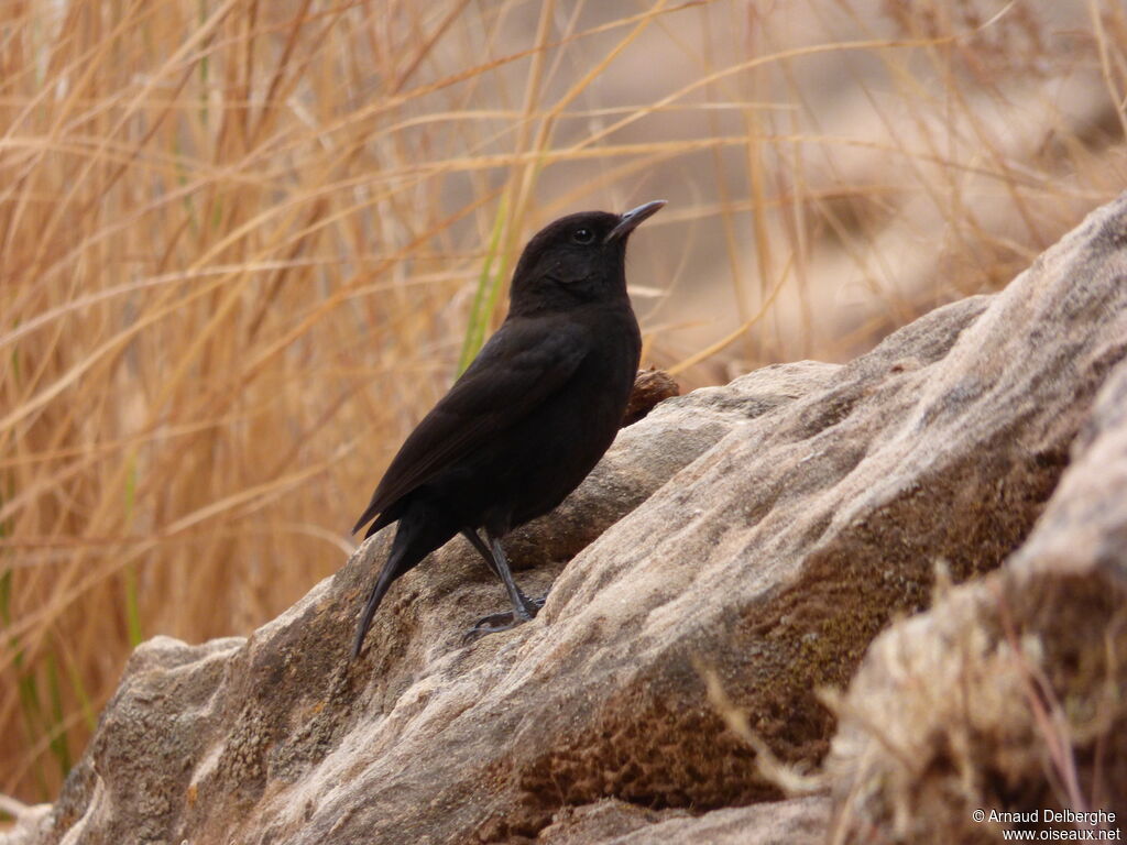 Rüppell's Black Chat