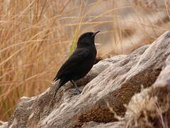 Rüppell's Black Chat