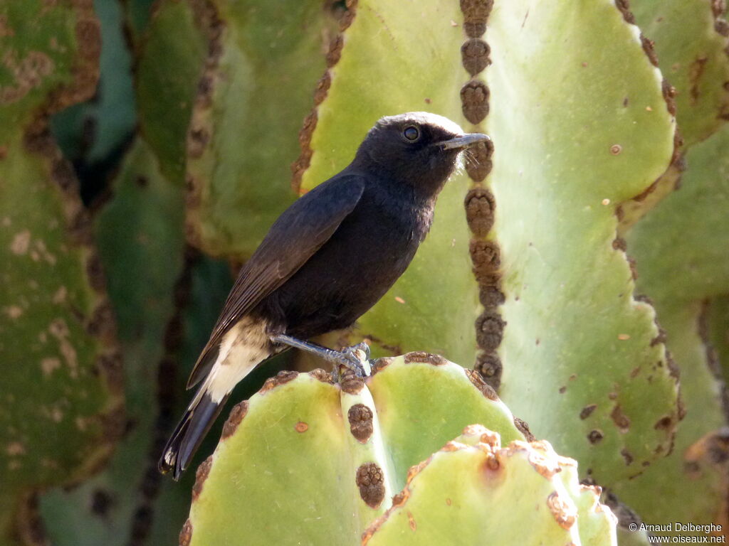 Abyssinian Wheatear