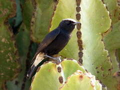 Abyssinian Wheatear