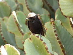 Abyssinian Wheatear