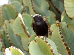 Abyssinian Wheatear