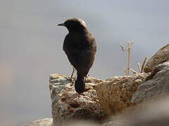 Abyssinian Wheatear