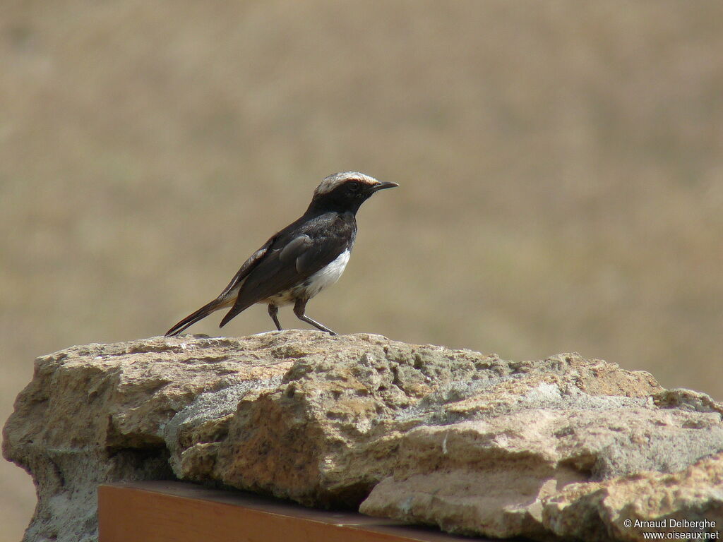 Abyssinian Wheatear