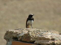 Abyssinian Wheatear