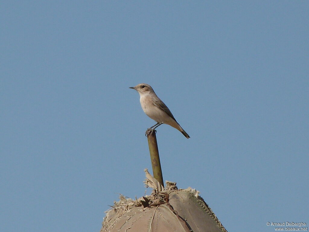 Desert Wheatear