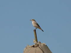 Desert Wheatear