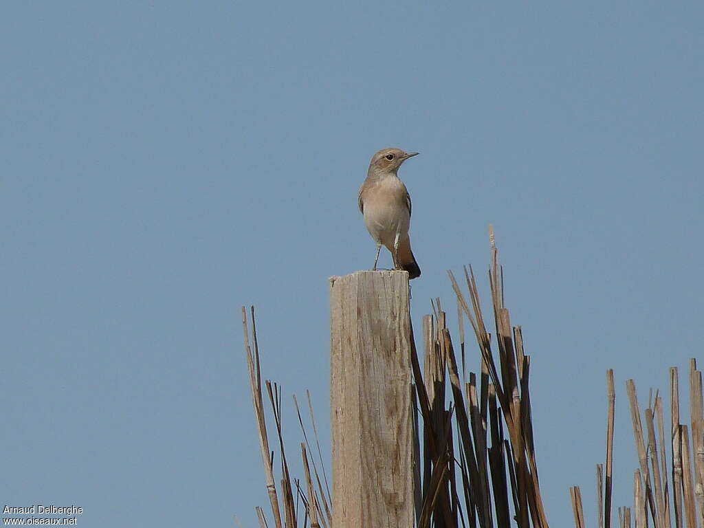 Desert Wheatear female, pigmentation, Behaviour