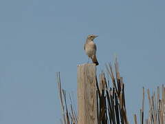 Desert Wheatear