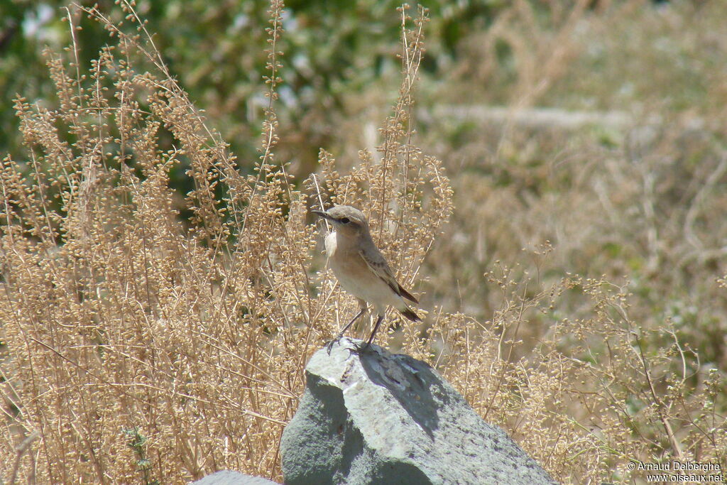 Isabelline Wheatear