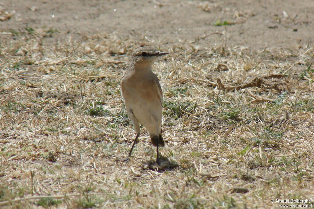 Isabelline Wheatear