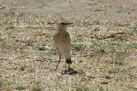 Isabelline Wheatear