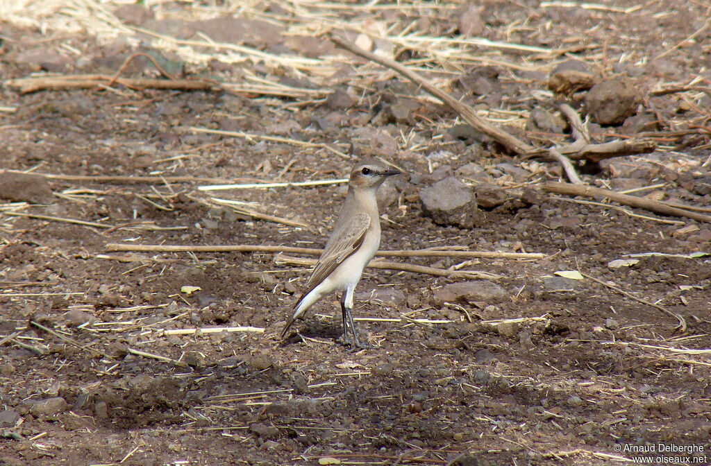 Isabelline Wheatear