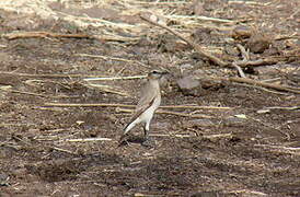 Isabelline Wheatear