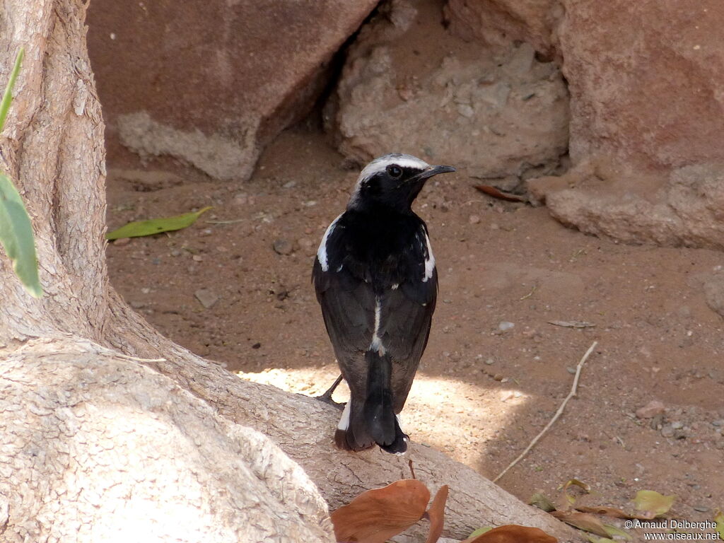 Mountain Wheatear