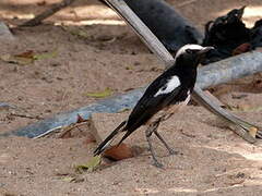 Mountain Wheatear