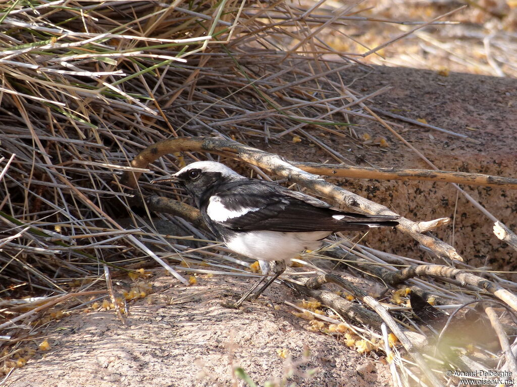 Mountain Wheatear