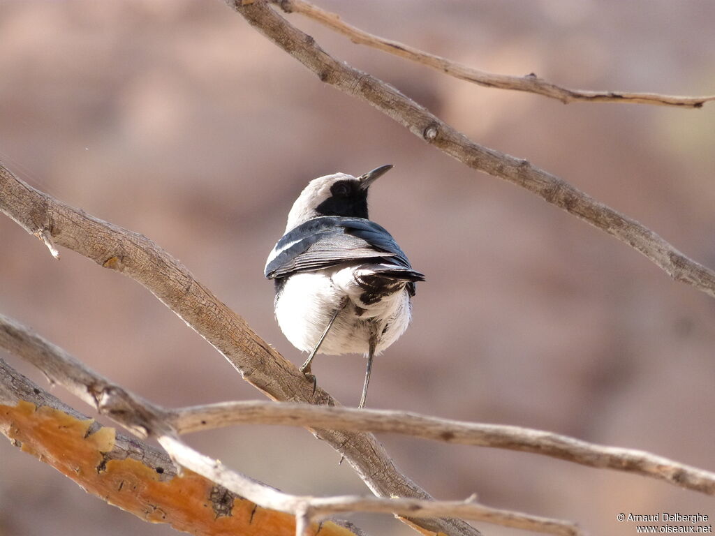 Mountain Wheatear