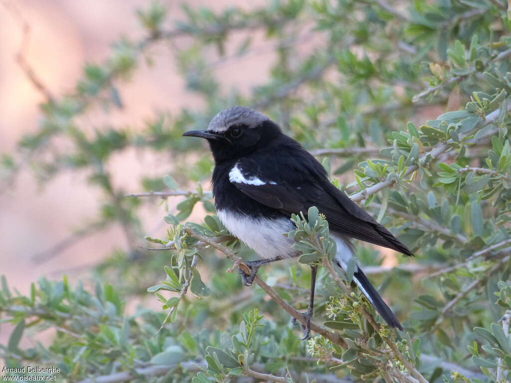 Mountain Wheatear male adult, identification