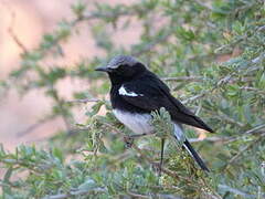 Mountain Wheatear