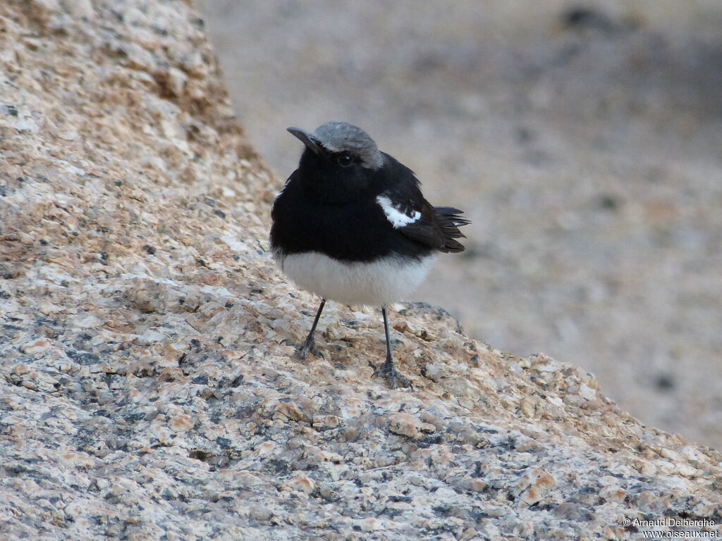 Mountain Wheatear