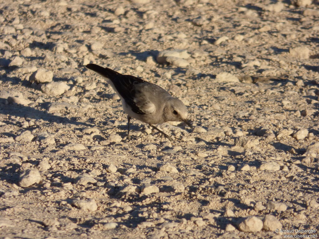 Mountain Wheatear