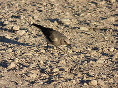 Mountain Wheatear