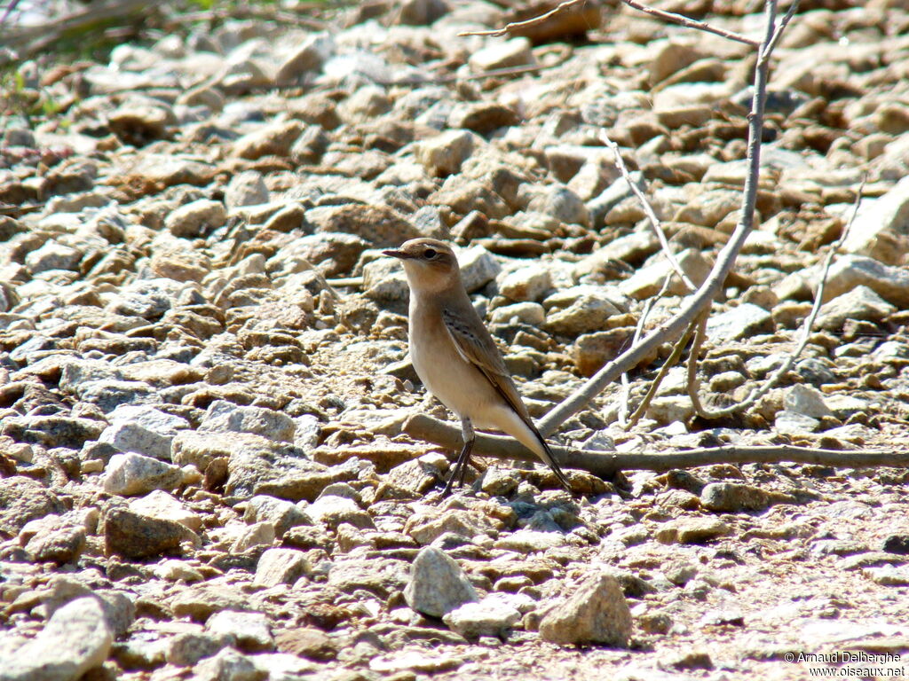 Northern Wheatear