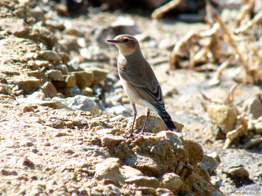 Northern Wheatear